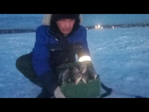 Видео: Рефтинское водохранилище . Клёв и парадокс . Поздравление с 23 февраля.