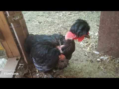 Видео: Чуть не потеряли всех кур. Обработка от пероеда Энтомозаном.