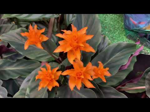 Видео: Цветок золотой середины!