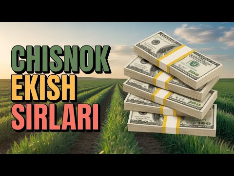 Видео: Саримсоқ (Чеснок) экиш сирлари. 2-қисм.  #bobodexqonlar 
