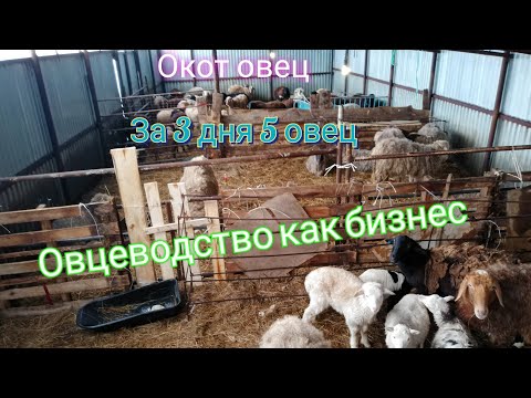 Видео: В домашнем овцеводстве прибавилось потомство|Овцеводство как бизнес