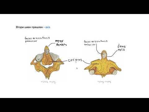Видео: Гръбначен стълб – Columna vertebralis (8:43) ┃teoriyata.com