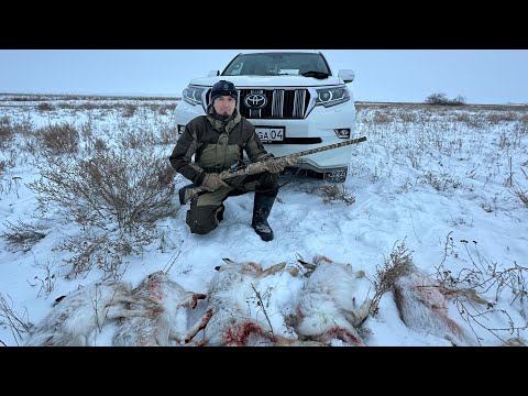 Видео: Қоянмен хоккей ойнадық!  /  загонная охота #охота #hunting #аңшылық #заяц #қоян