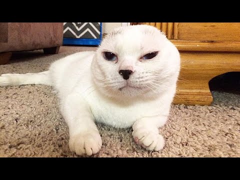 Видео: Девушка спасла глухую кошку, забрав её с улицы, но очень скоро поплатилась за это!