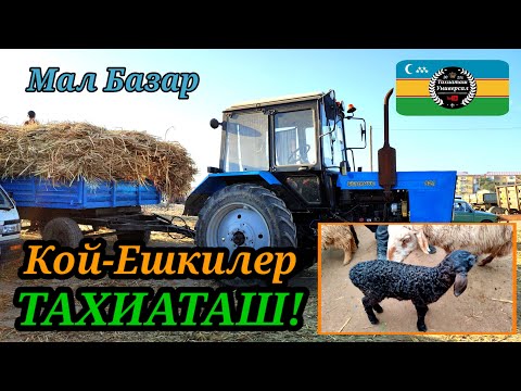 Видео: МАЛ БАЗАР 🐐 СКОТНЫЙ РЫНОК 23.03.25ж.#тахиаташ#каракалпакистан#бахалары#цены#баран#овцы#козы#корм