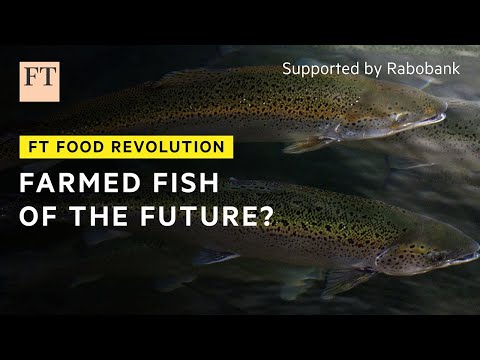 Видео: Лучший способ разведения рыбы? | FT Food Revolution