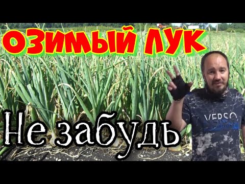 Видео: Когда сажать озимый лук?