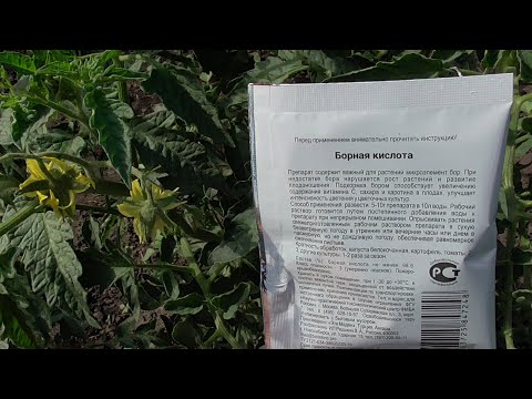 Видео: О борном опрыскивании томатов подробнее - сколько раз, какую дозировку выбрать? Ольга Чернова.