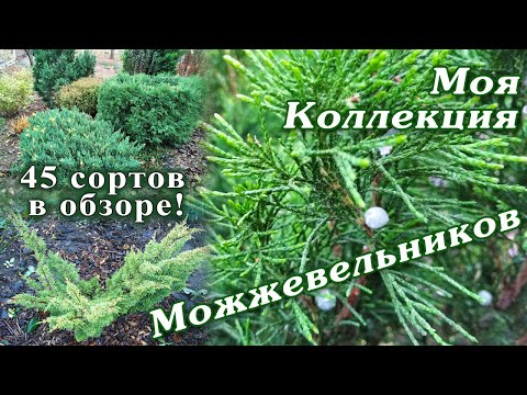 Видео: Мои можжевельники. 45 сортов. Можжевельники в осеннем саду.