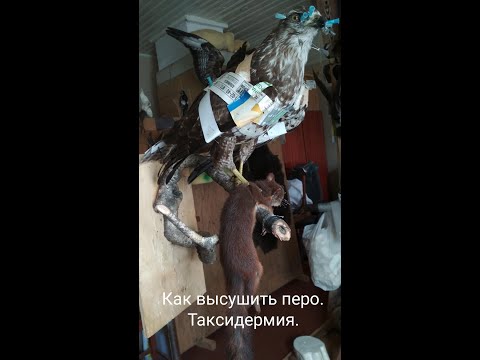 Видео: Таксидермия птиц. Сушка пера.