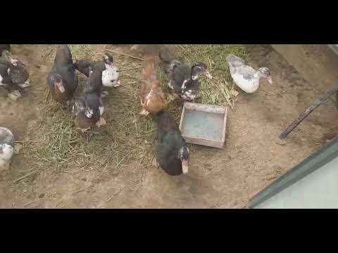 Видео: Посадка клубники,новые соседи-новые конфликты.Куда поставить ЗАБОР?