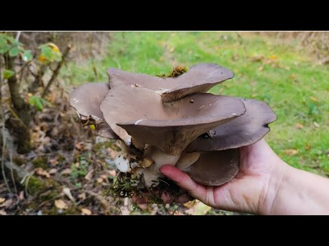 Видео: Грибные букеты на день рождения, от любимого острова!