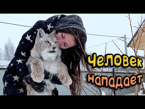 Видео: ЧЕЛОВЕК НАПАДАЕТ НА РЫСЬ
