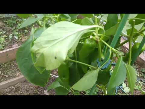 Видео: 06.10.2025 высадила в теплицу усы клубники сорта Альбион.