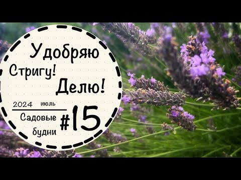 Видео: Садовые будни #15 ☘️Стрижка лаванды☘️Избавляюсь от сорняков☘️Стрижка манжетки и котовника☘️Цветник