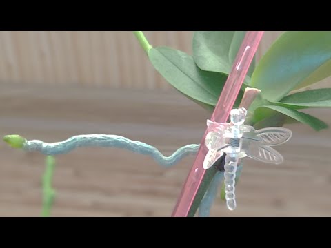 Видео: ЕСЛИ орхидеи ОСЛАБЛИ СДЕЛАЙТЕ ТАК! орхидеи НЕ БУДУТ болеть! орхидеи СМОГУТ ПРИДТИ В СЕБЯ! лечение #1