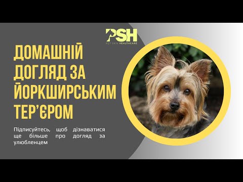Видео: Йоркширський тер’єр від «А» до «Я»: повний гід з домашнього догляду.