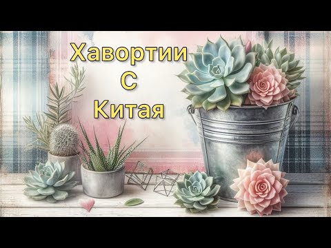 Видео: Суккуленты. Посылка из Китая. #succulent #echeveria #обзорпокупок 