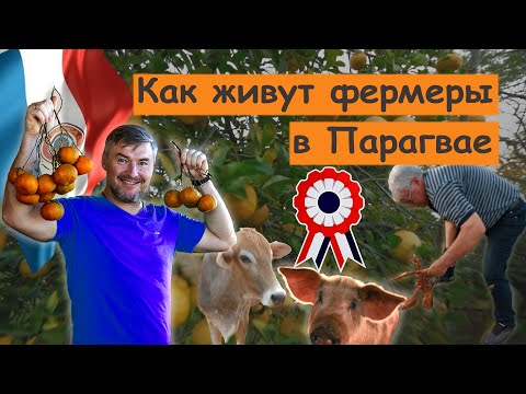 Видео: Парагвай: миниферма на 5 гектаров. Авокадо скармливают чушкам.