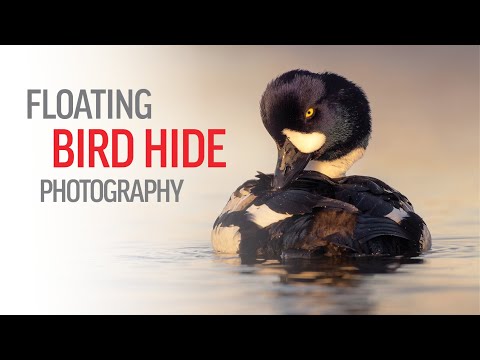 Видео: Фотосъёмка плавающих птиц из укрытия — запечатлеть редкие и захватывающие виды птиц