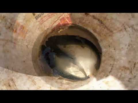 Видео: Зарибяване със пъстърва, река Огоста, 5.04.2025.