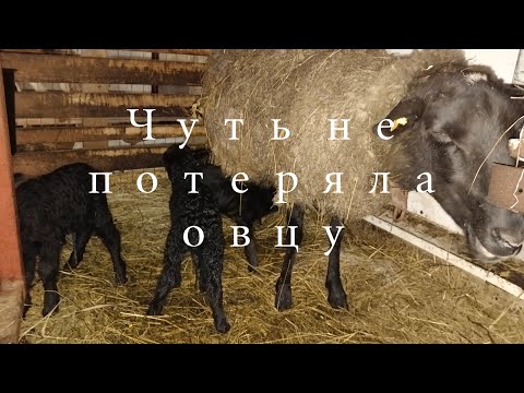Видео: Послеродовая гипокальциемия / Послеродовый парез у коз и овец / Признаки и лечение / Причины