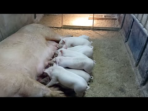 Видео: Покрываю свиноматок не отлучая поросят. Поросята подрастают и уезжают к новым хозяевам.