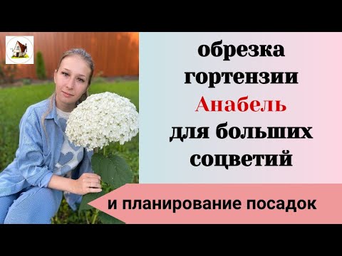 Видео: Обрезка гортензии Анабель для крупных соцветий. Пересадка клематиса. План посадок. Архив 23.10.23