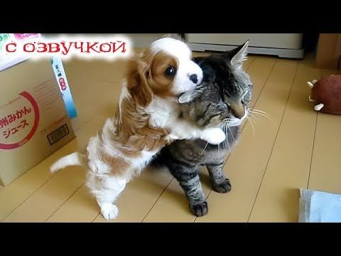 Видео: Приколы с котами! С ОЗВУЧКОЙ! Смешные коты и кошки! Самые смешные животные! УГАР!