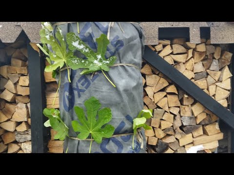 Видео: Надійне укриття інжиру на зиму.