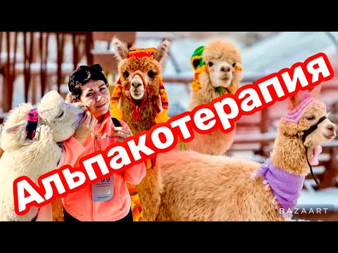 Видео: Парк Альпак ПАЧА МАМА. Аборигены из Перу! Красная Поляна. Роза хутор.