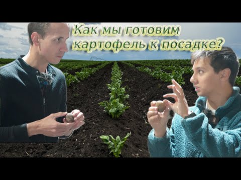 Видео: ГОТОВИМ КАРТОФЕЛЬ К ПОСАДКЕ Греем \ Сортируем \ Храним \ Сажаем