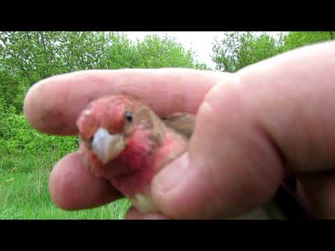 Видео: Ловля птиц.12-20.05.20.Чечевицы.Ястребинка.