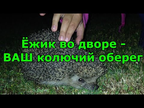 Видео: Увидеть ёжика во дворе или на участке. Народные приметы.