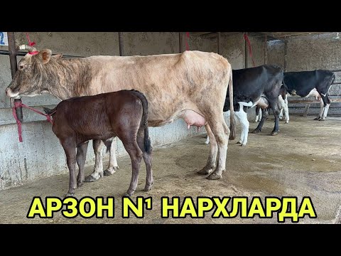 Видео: АКМАЛ АКАДАН 5 ТА РУЗГОРБОБ СУТЛАРИ КУП СИГИРЛАР СОТИЛАДИ N¹ ИШОНЧ SIGIRLAR NARXI 20 сентября 2024 г