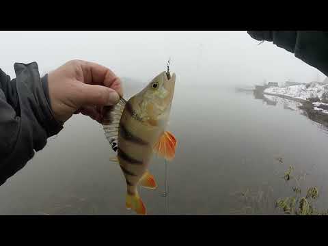 Видео: Зимовий спінінг - ловля крупного окуня на оснастку джиг-ріг!