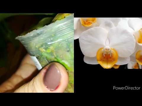 Видео: Орхидеи ❤️когда зацветают азиатские подростки в размере 2,5? Наглядный ответ❤️