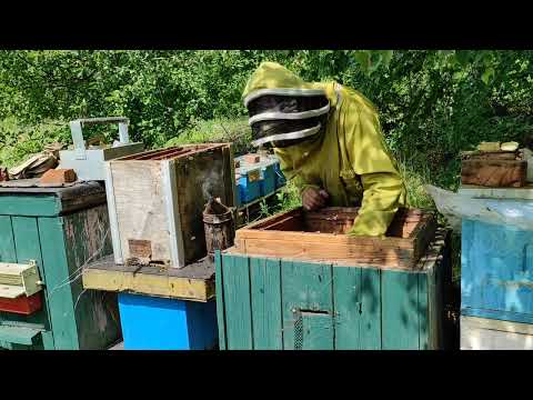 Видео: Роеловство. Словил  мега-рой пчёл в лесу. Надо глянуть что внутри. А там!!!! #роеловство #рой #пчёлы