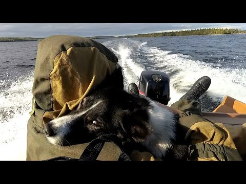 Видео: Тайга у Белого моря. Часть 1. Заброска