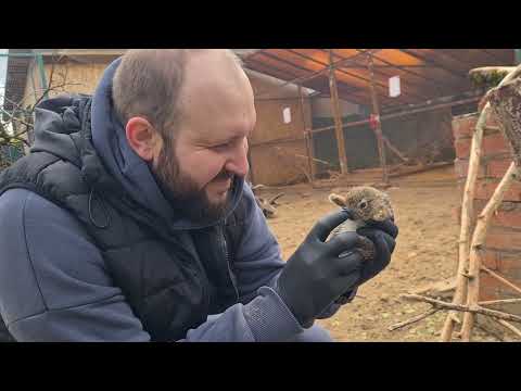 Видео: Дядя Ветеринар, переселение русаков и собрание Маковят