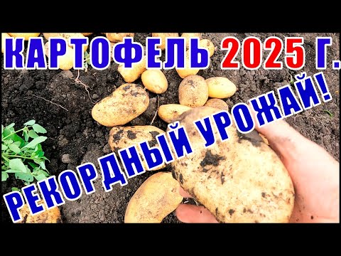 Видео: Уборка картофеля в 2025 г. Лучшие и худшие сорта картофеля по устойчивости к фитофторе! Урожайность?