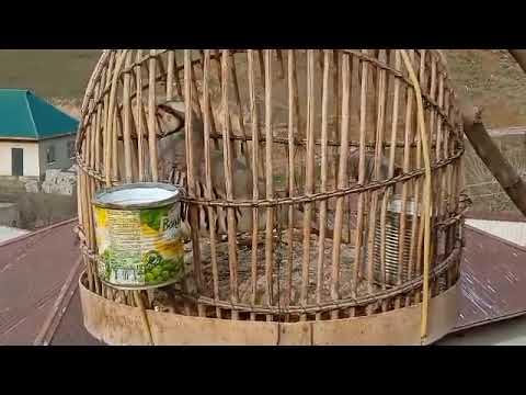 Видео: Модкабки шикори