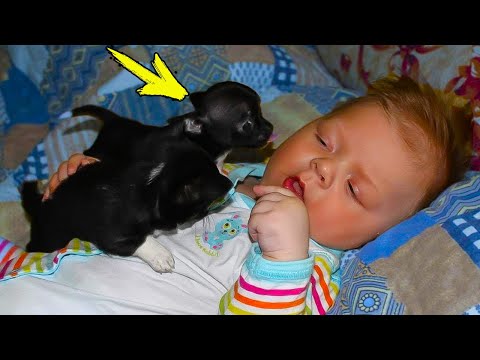 Видео: Папа усыновил собаку для парализованного сына. То, что случилось дальше, ошеломило всех!