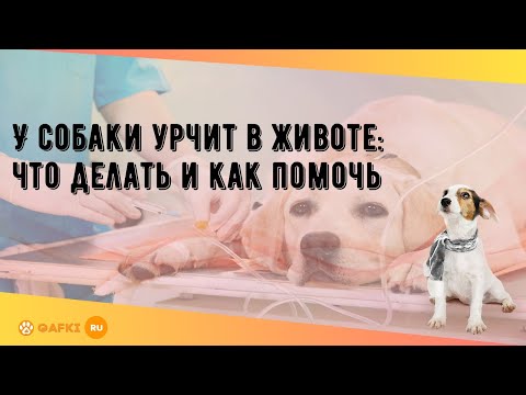 Видео: У собаки урчит в животе: что делать и как помочь