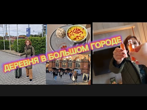 Видео: ЧЕМОДАН, ОТЭЛЬ,  И КАФЭ С КОТАМИ