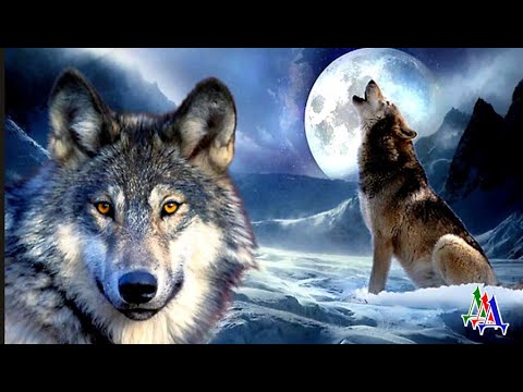 Видео: Волчий вой не давал спать - и мужчина решил накормить ВОЛКОВ