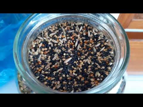 Видео: Содержание и разведение канареек. Кормление.