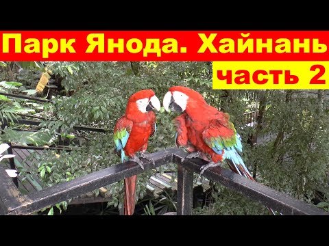 Видео: Тропический лес. Парк Янода. Лучшая экскурсия. Хайнань. Китай