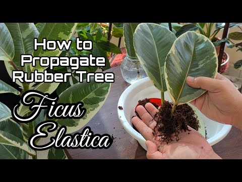 Видео: Как размножить каучуконосное дерево | Ficus Elastica Variegata - Tineke