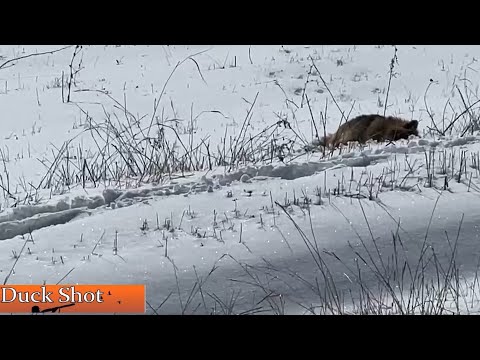 Видео: Охота на Хищника! Загонная охота на волка! 2023 год.